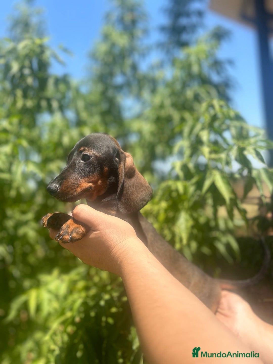 Teckel Miniatura perros en venta: Teckel kanichen  - Imagen 6