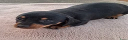 Teckel Miniatura perros en venta: Teckel jabali - Anuncio 1