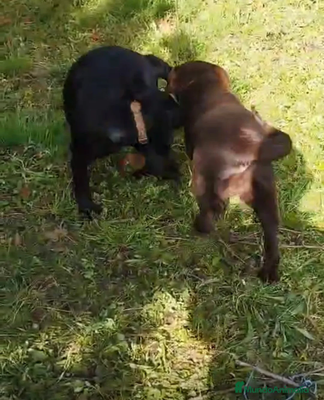 Labrador Retriever perros en venta: Labrador retriever - Anuncio 9