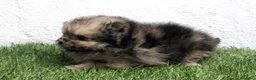 Pomerania perros en venta: Pomerania - Anuncio 16
