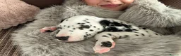 Dálmata perros en venta: Dálmata calidad  - Anuncio 2