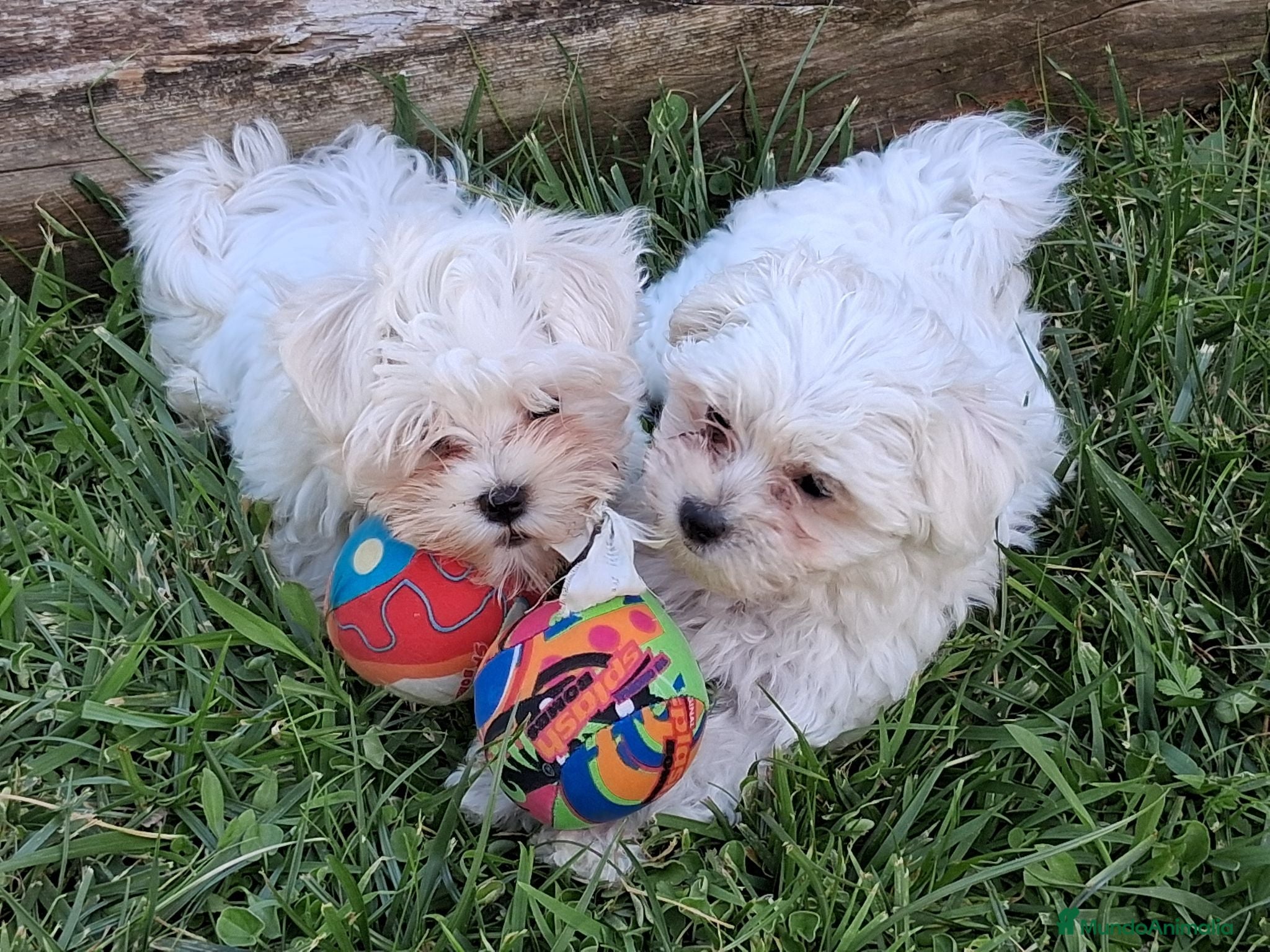 Bichón Maltés perros Bichón Maltés hembra toy - Anuncio 1