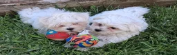 Bichón Maltés perros en venta: Bichón Maltés hembra toy - Anuncio 2