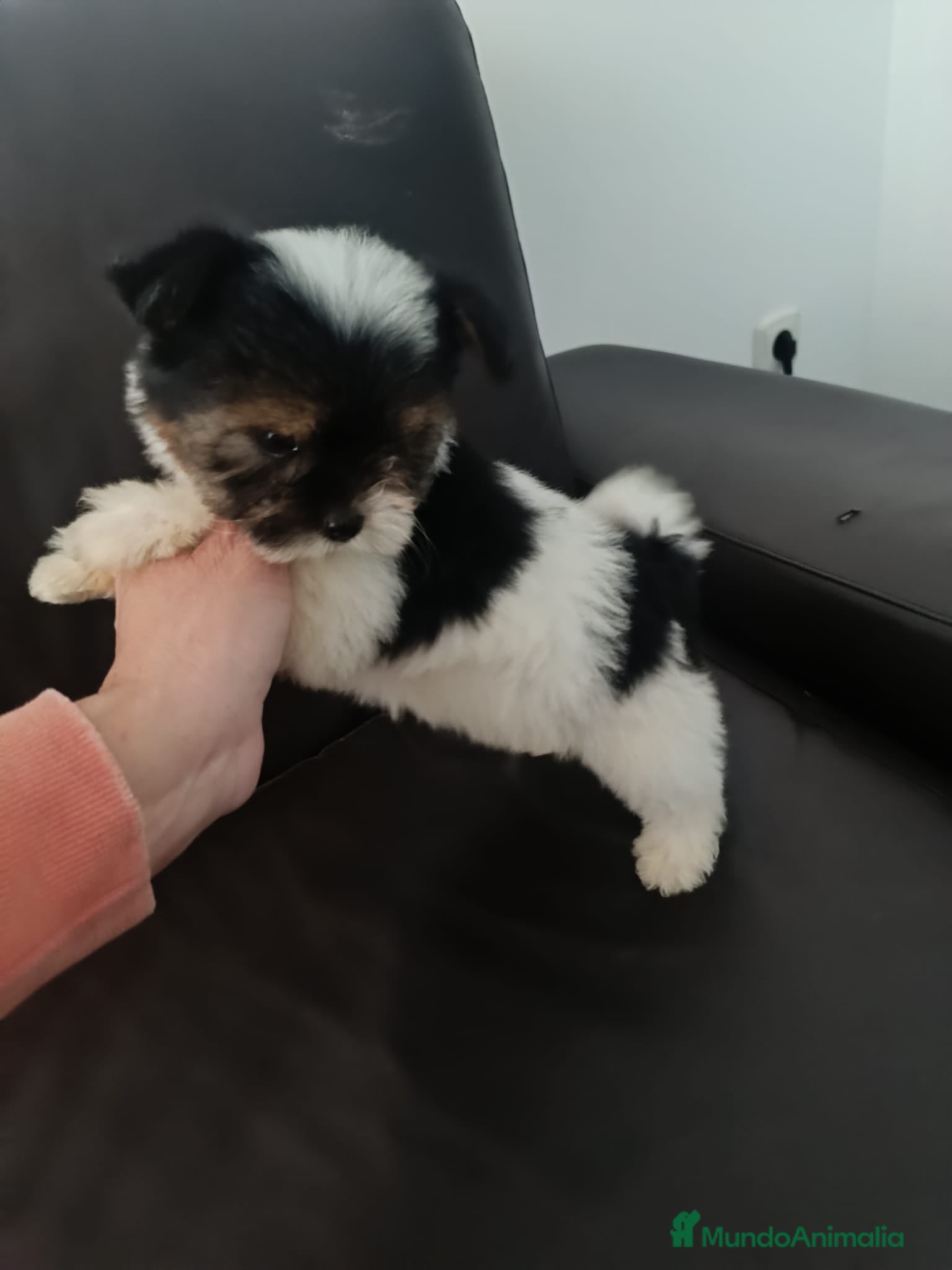 Biewer Yorkshire Terrier a la Pom Pon perros Hembra bewer yorkshire  - Anuncio 1