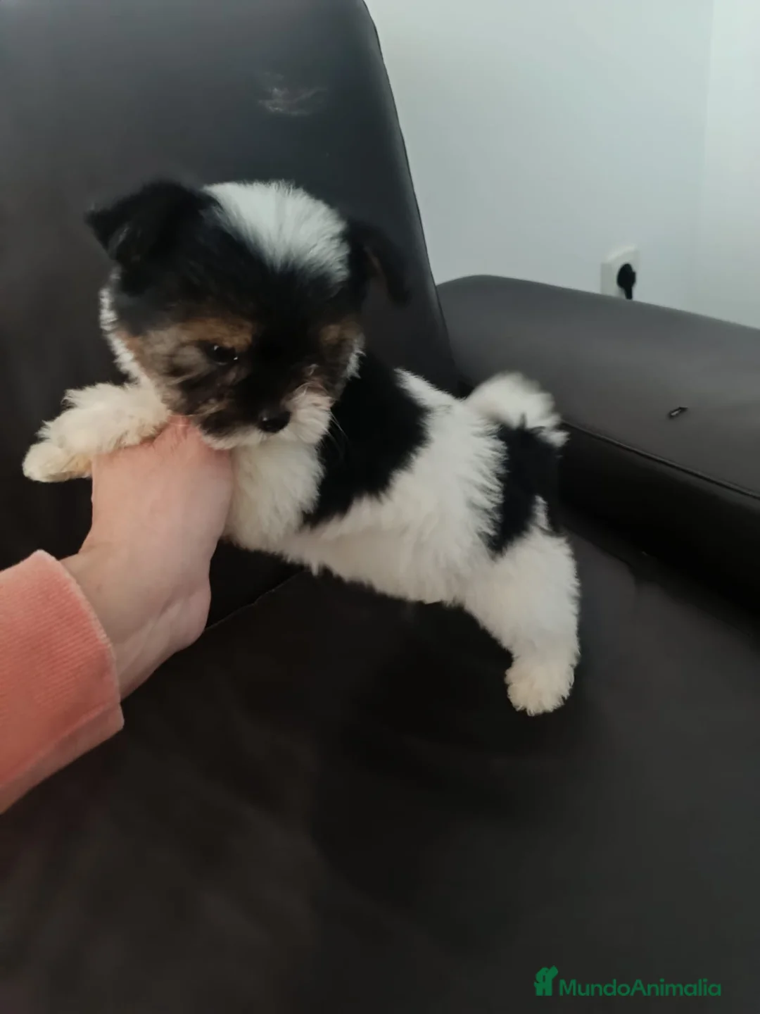 Biewer Yorkshire Terrier a la Pom Pon perros en venta: Hembra bewer yorkshire  - Anuncio 3