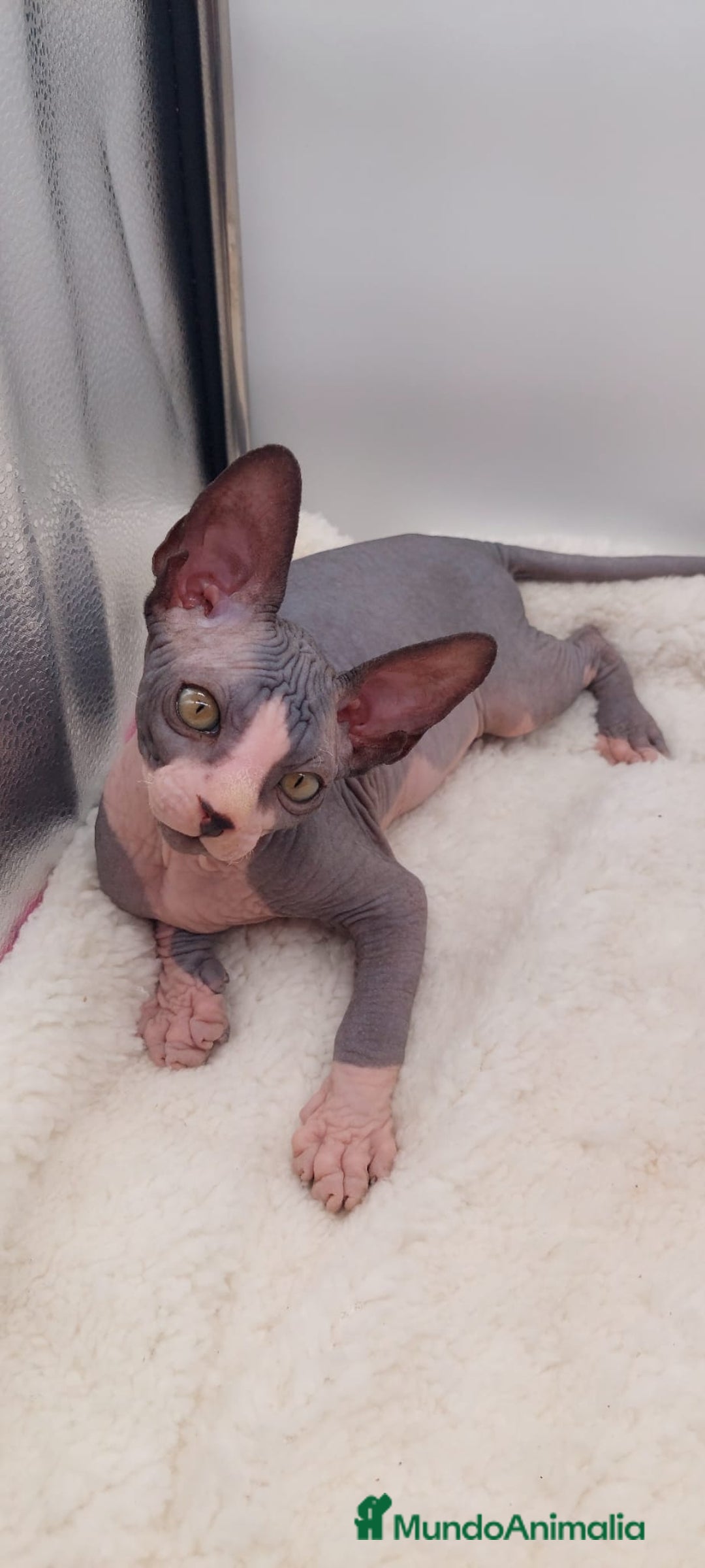 Sphynx gatos en venta: Machito bicolor  - Anuncio 1