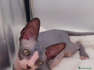 Sphynx gatos Machito bicolor - Anuncio 5