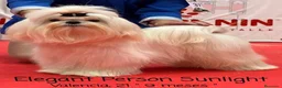 Bichón Maltés perros en venta: Bichón Maltés  - Anuncio 4
