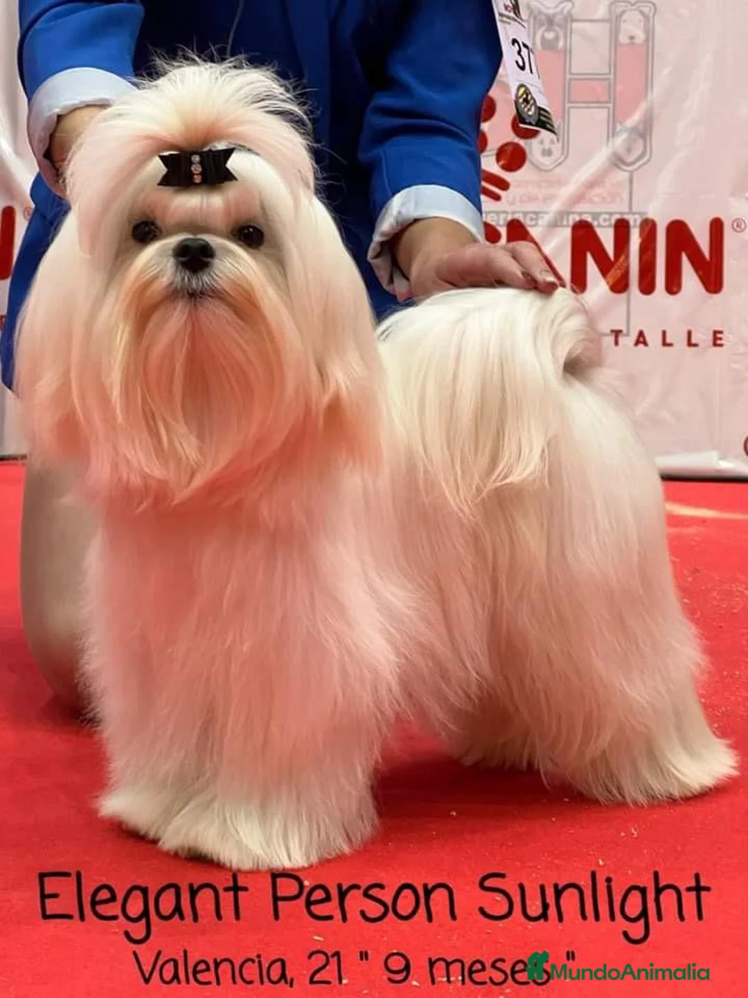 Bichón Maltés perros en venta: Bichón Maltés  - Anuncio 4