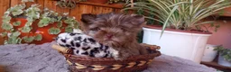 Biewer Yorkshire Terrier a la Pom Pon perros en venta: Cachorros Yorkshire color exóticos miniatura - Anuncio 3