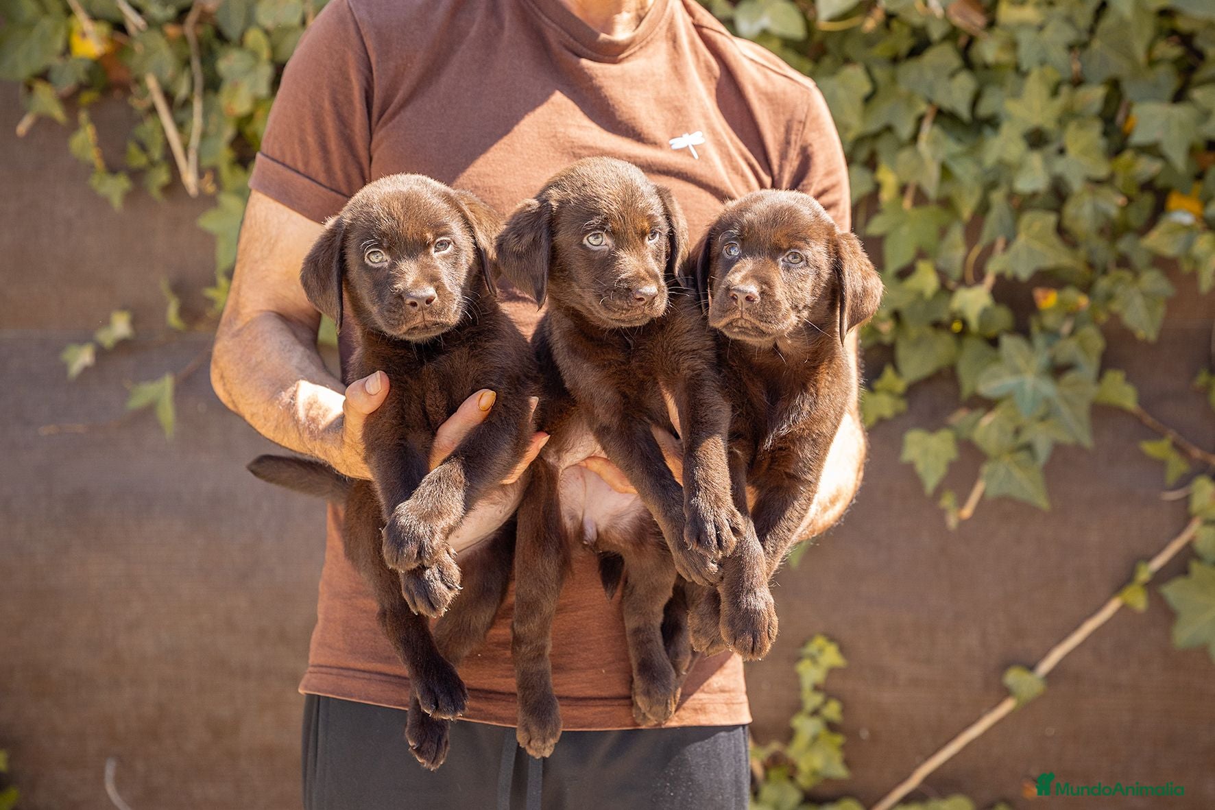 Labrador Retriever perros LABRADOR CHOCOLATE DISPONIBLE - Anuncio 1