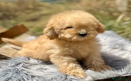Caniche Toy perros en venta: CANICHES DISPONIBLES EXCELENTE LINEA - Imagen 7