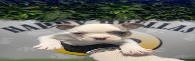 Bulldog Francés Cachorro 1