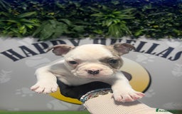 Bulldog Francés perros en venta: BEBE BULLDOG FRANCES 💚 - Imagen 1