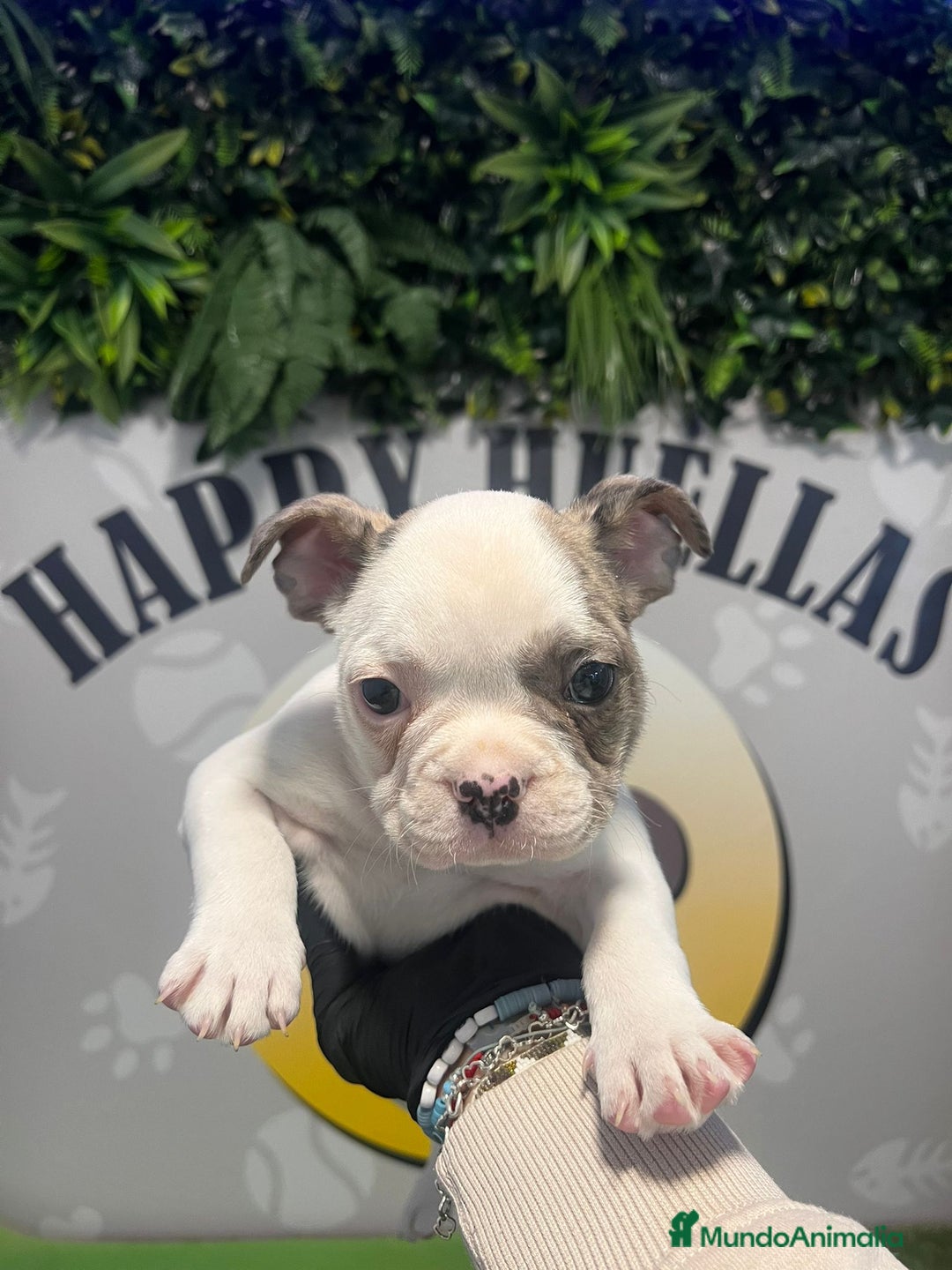 Bulldog Francés perros en venta: BEBE BULLDOG FRANCES 💚 - Imagen 1