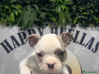 Bulldog Francés perros - Anuncio 1