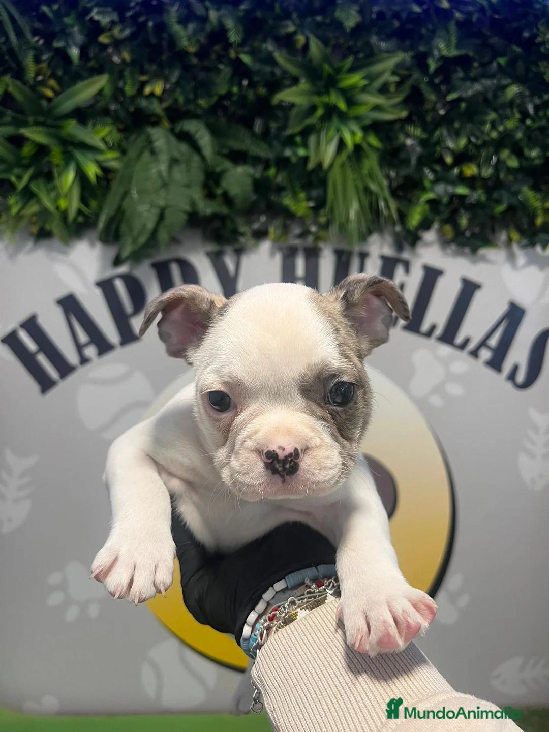 Bulldog Francés perros en venta: BEBE BULLDOG FRANCES 💚 - Anuncio 1