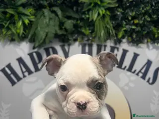 Bulldog Francés perros BEBE BULLDOG FRANCES 💚 - Anuncio 34