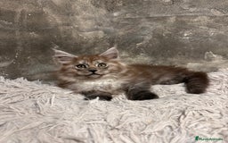 Maine Coon gatos en venta: Maine Coon Black Humo - Imagen 13