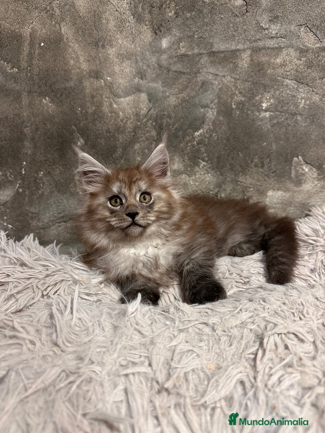 Maine Coon gatos en venta: Maine Coon Black Humo - Imagen 13