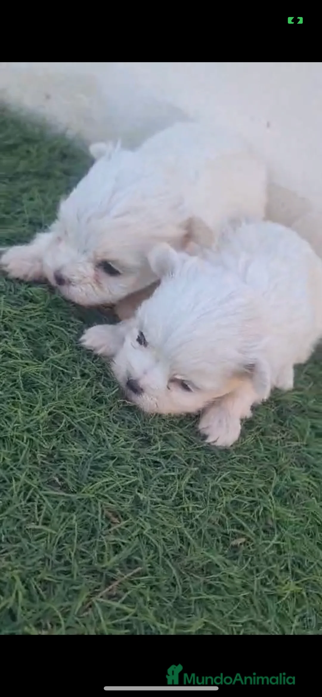 Bichón Maltés perros en venta: Preciosos Bichon maltes toy en Almería - Anuncio 3