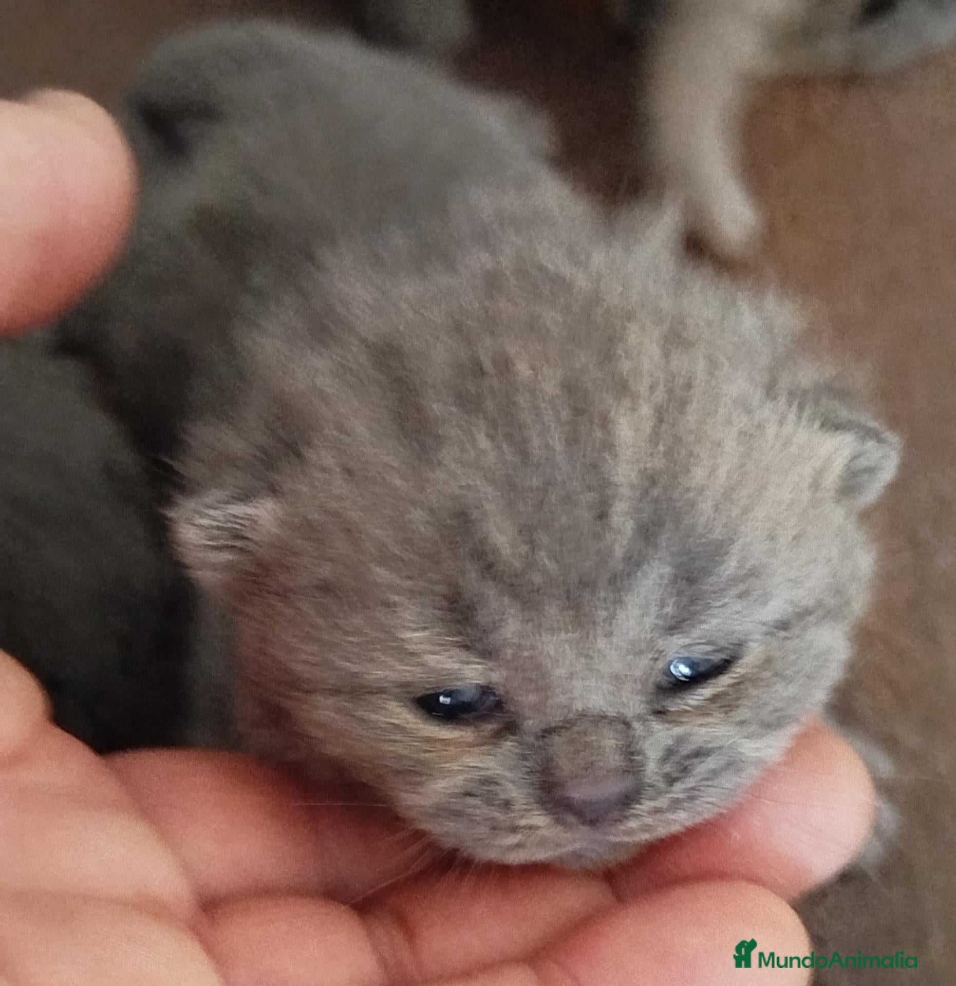 Británico de Pelo Corto Azul gatos British Shorthair  - Anuncio 2