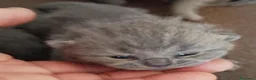 Británico de Pelo Corto Azul gatos en venta: British Shorthair  - Anuncio 1