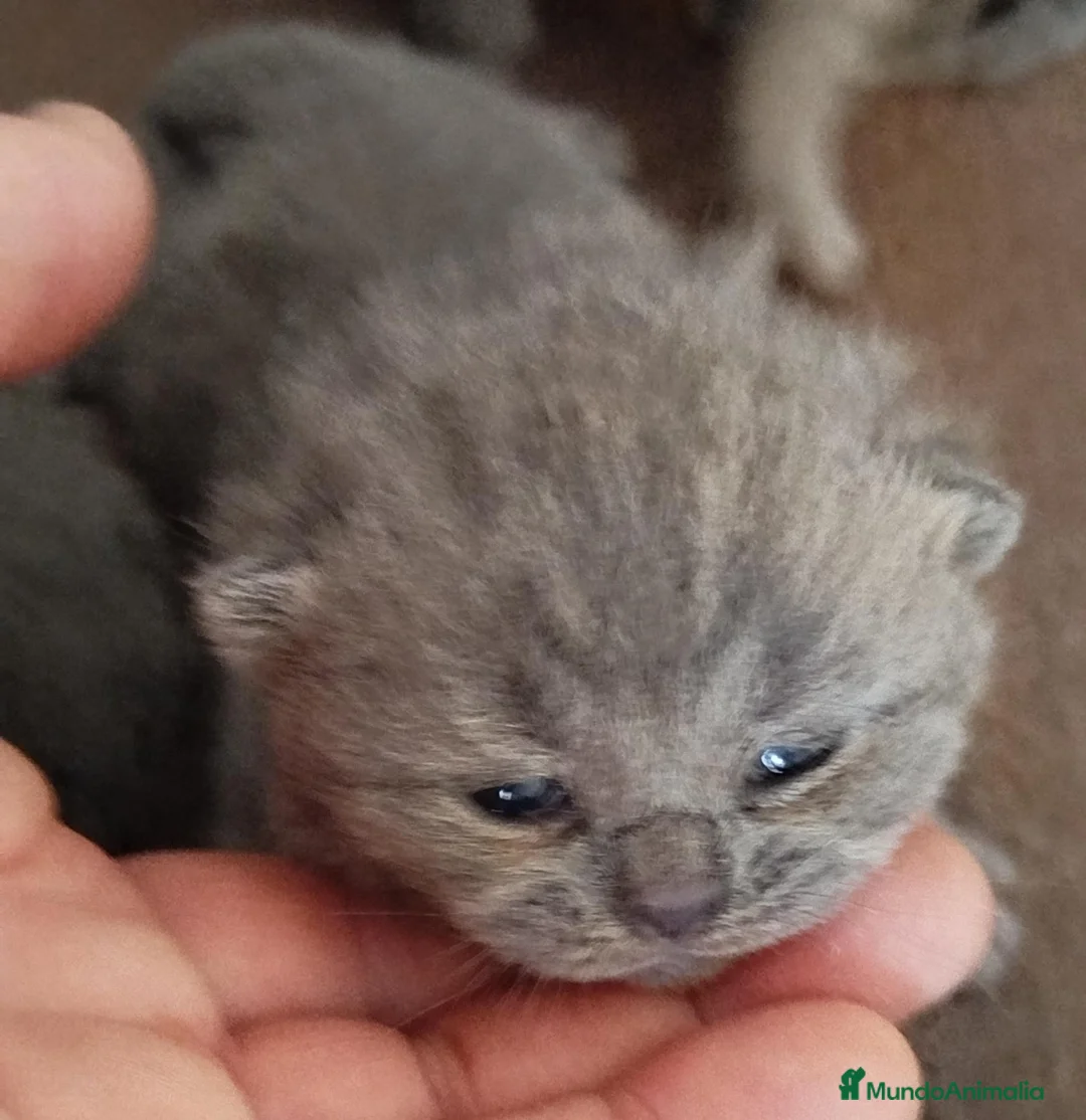 Británico de Pelo Corto Azul gatos en venta: British Shorthair  - Anuncio 1
