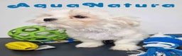 Bichón Habanero perros en venta: Bichon Habanero Macho de Kyi y Nis 1848-AQUANATURA en Barcelona - Anuncio 5