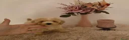 Maltipoo perros en venta: Maltipoo  - Anuncio 13