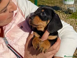 Teckel Miniatura perros Cachorro Teckel miniatura negro fuego - Anuncio 2
