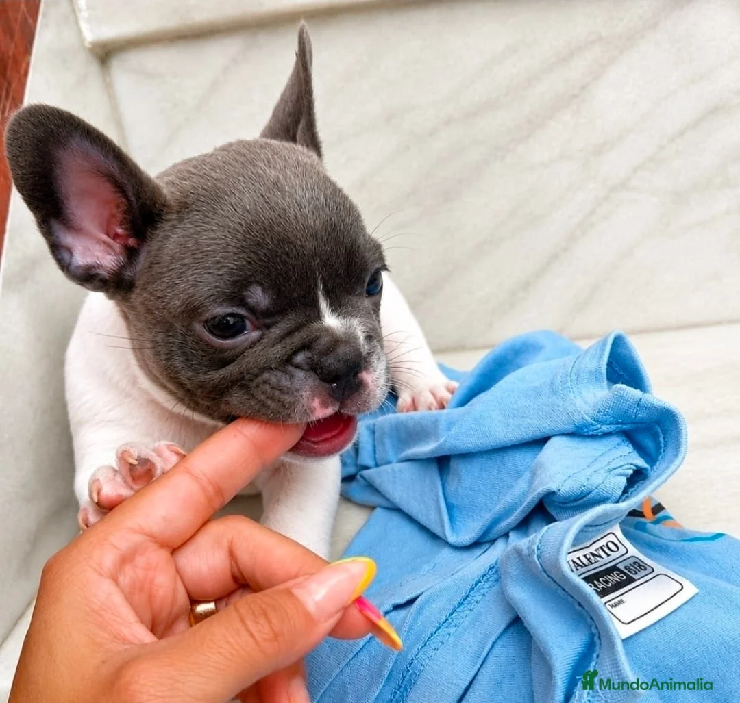 Bulldog Francés perros en venta: Bulldog francés  - Anuncio 2