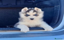 Husky Siberiano perros en venta: Husky Siberiano  - Imagen 9