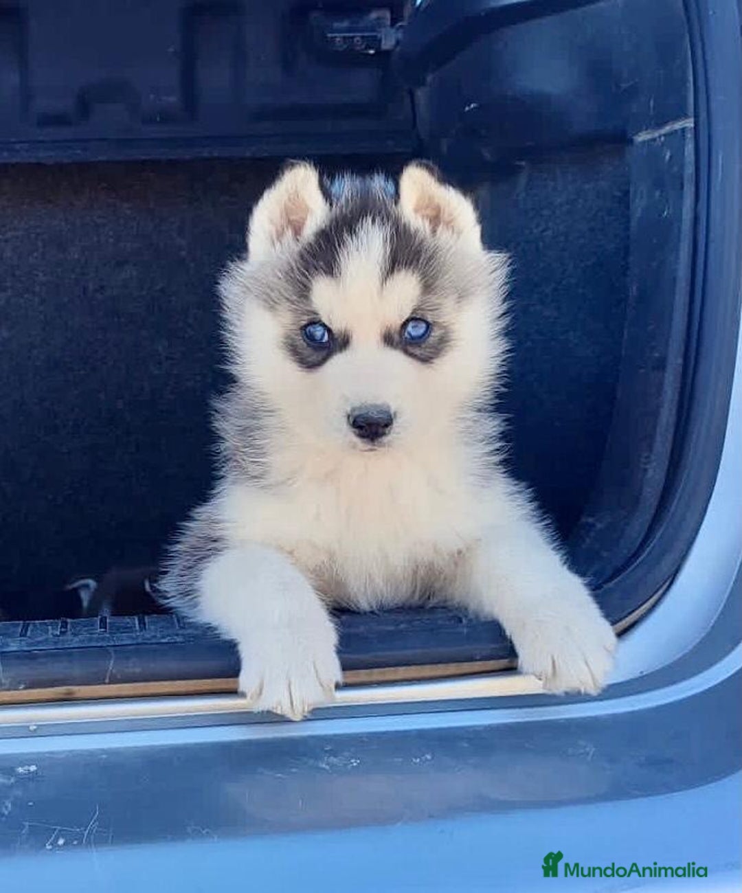Husky Siberiano perros en venta: Husky Siberiano  - Imagen 9