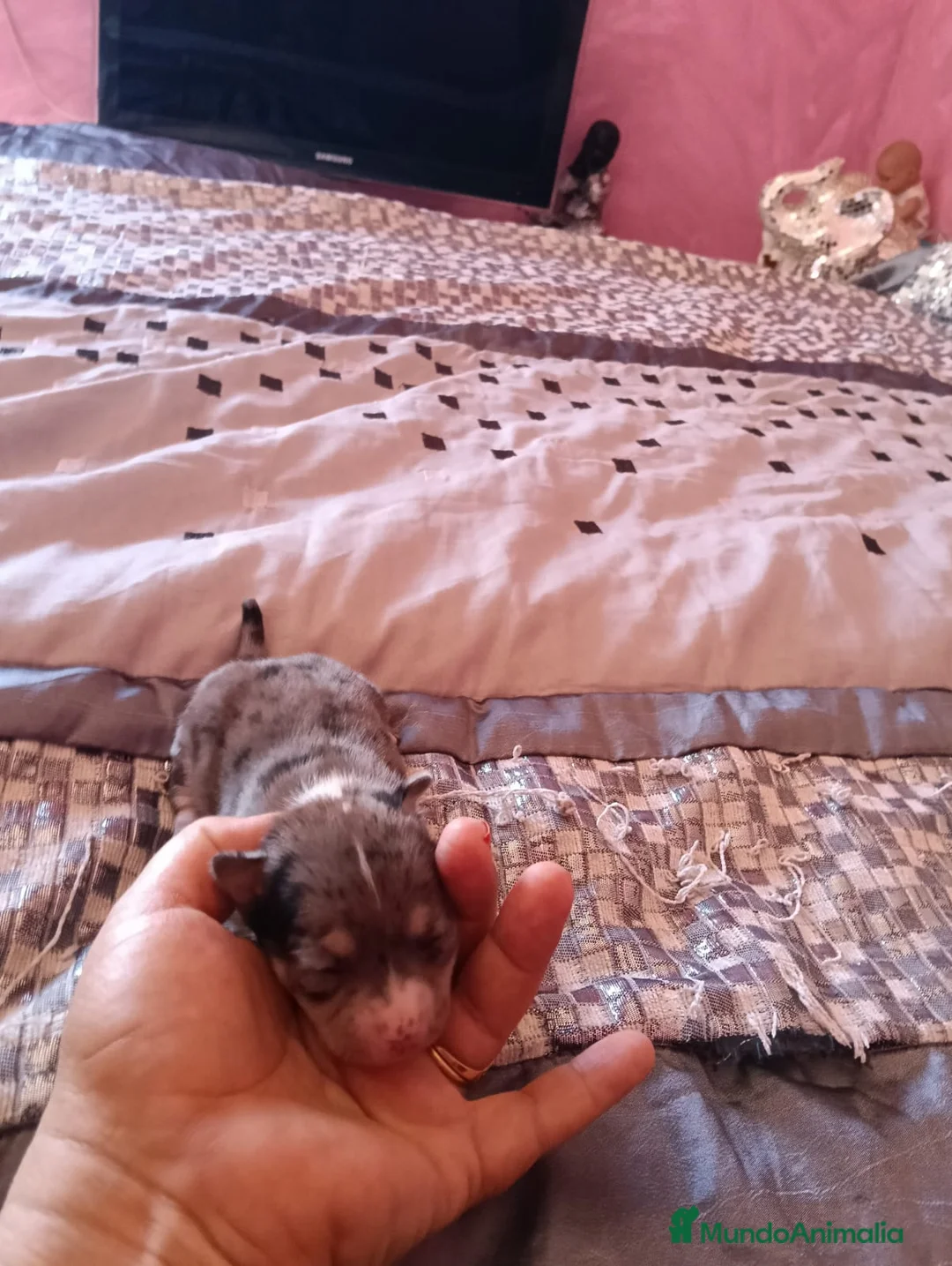 Chihuahua perros en venta: Hembra chihuahua toys  - Anuncio 2