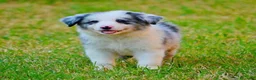 Border Collie perros en venta: camada de border collie  - Anuncio 38