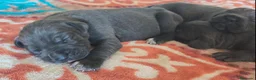 Cane Corso perros en venta: Cane corso  - Anuncio 3