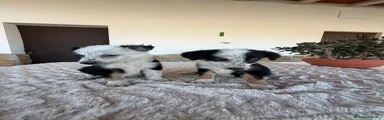 Border Collie 2