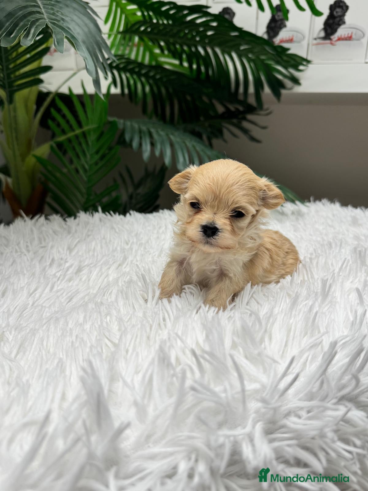 Maltipoo perros 🎀 MALTIPOO TOY 🎀 - Anuncio 1