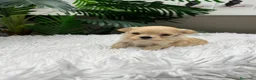 Maltipoo perros en venta: 🎀 MALTIPOO TOY 🎀 - Anuncio 1