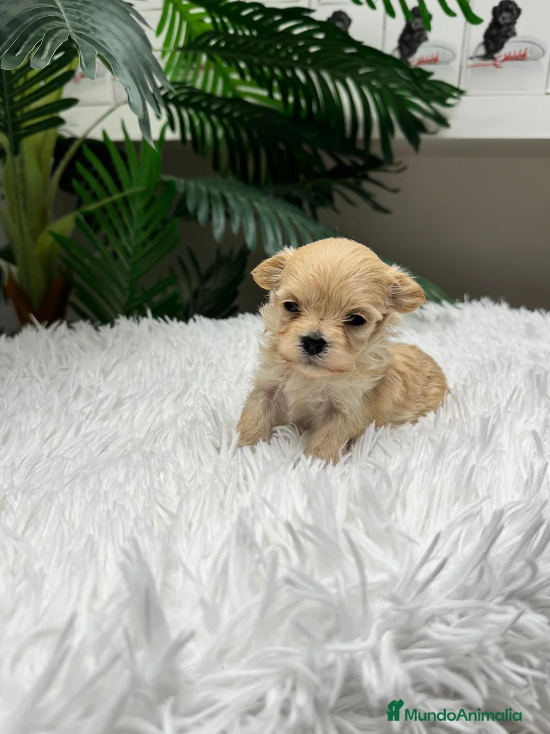 Maltipoo perros en venta: 🎀 MALTIPOO TOY 🎀 - Anuncio 1