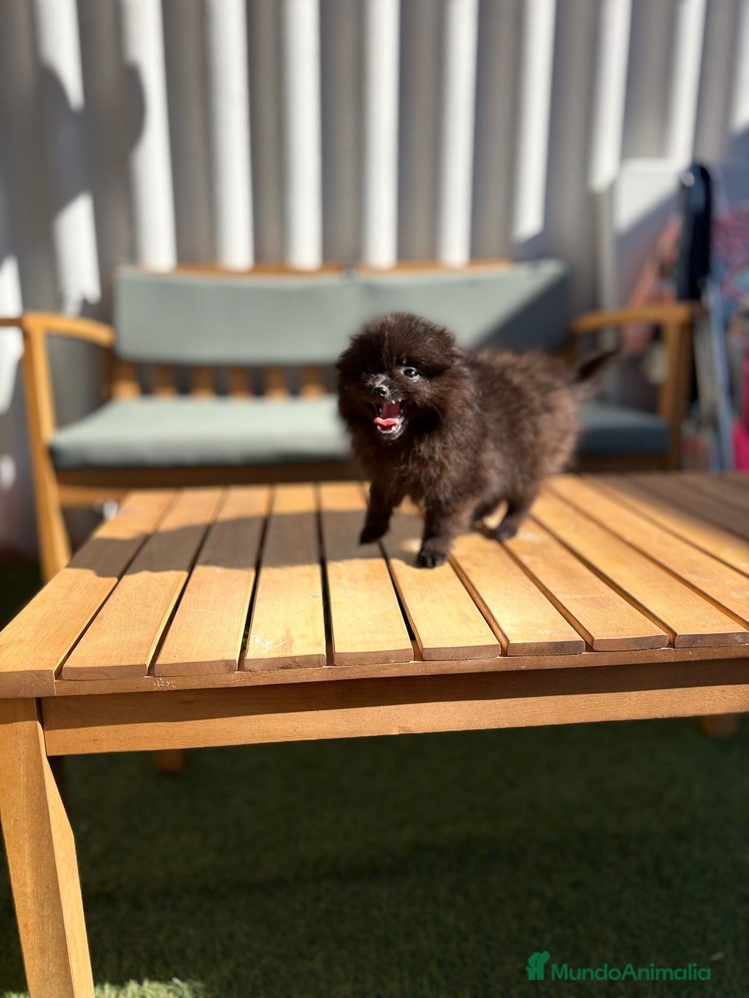 Pomerania perros en venta: Lulu pomerania MICRO  - Imagen 11