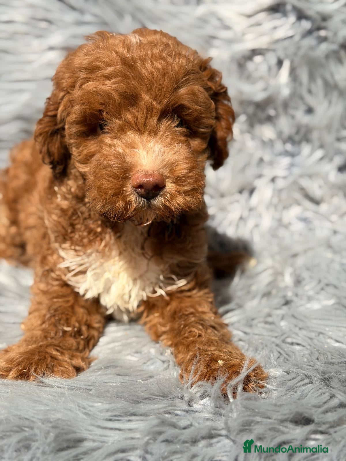 Maltipoo perros Maltipoo macho  - Anuncio 2