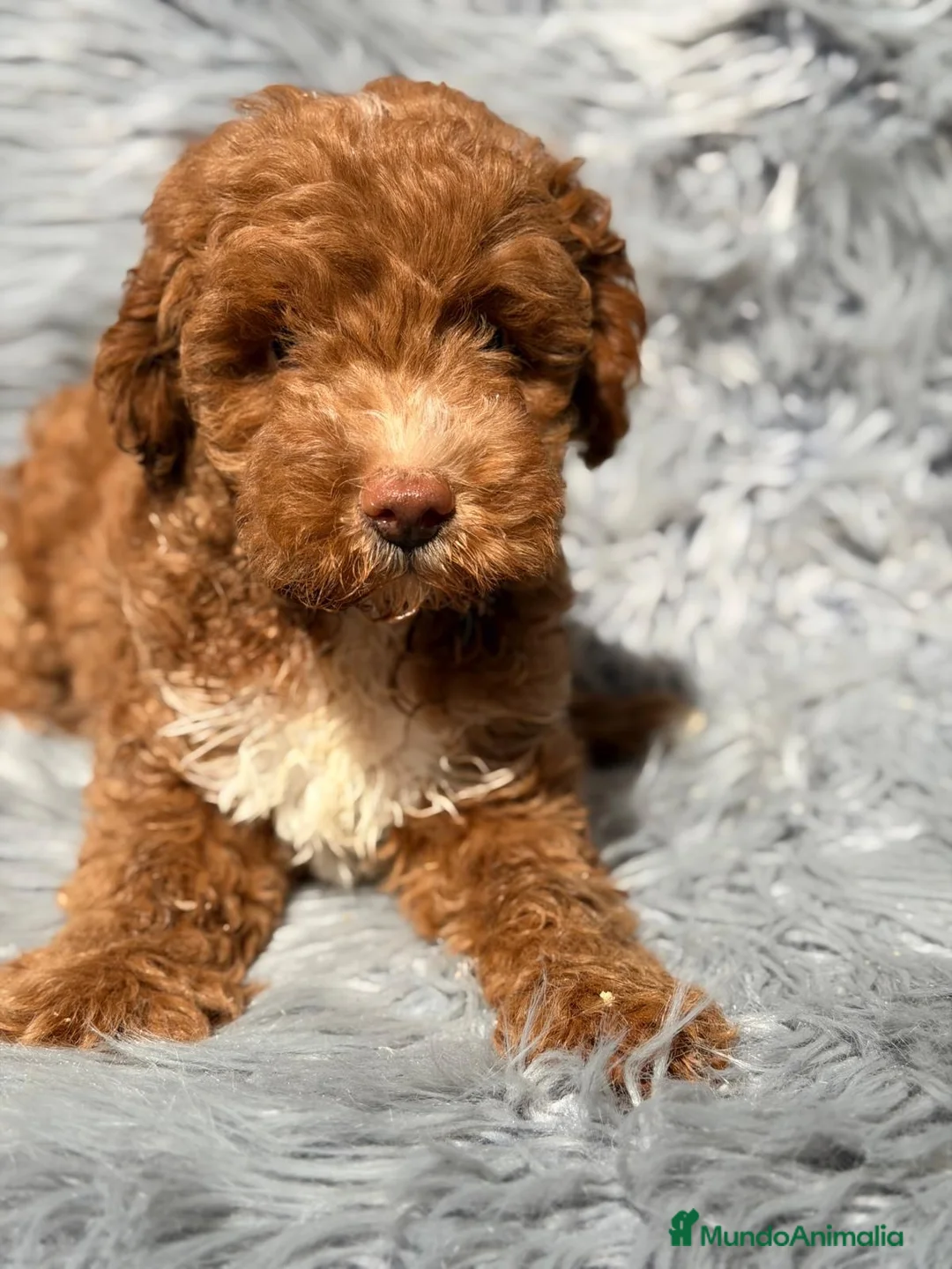 Maltipoo perros en venta: Maltipoo macho  - Anuncio 1