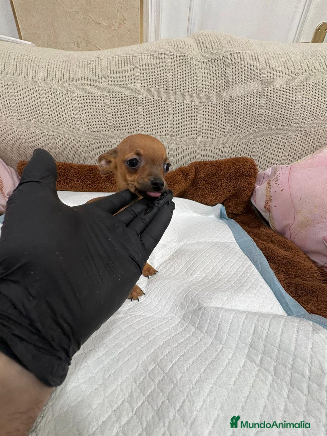 Chihuahua perros en venta: Chihuahua macho cabeza manzana  - Anuncio 4