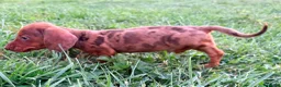 Teckel Miniatura perros en venta: Teckel Kaninchen Merle chocolate - Anuncio 2