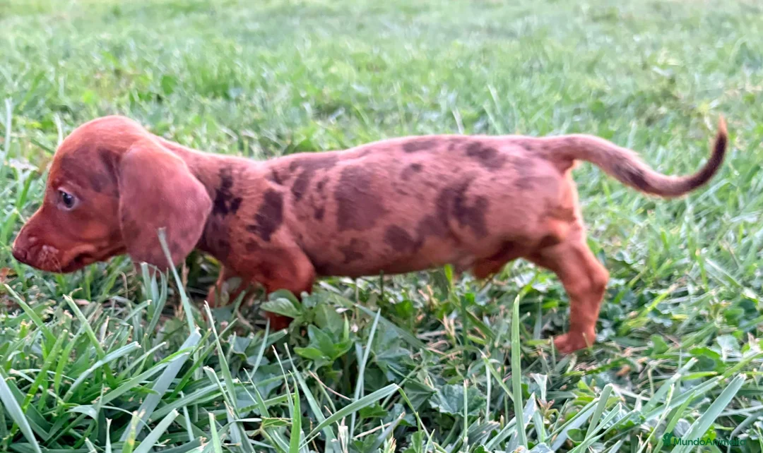 Teckel Miniatura perros en venta: Teckel Kaninchen Merle chocolate - Anuncio 2