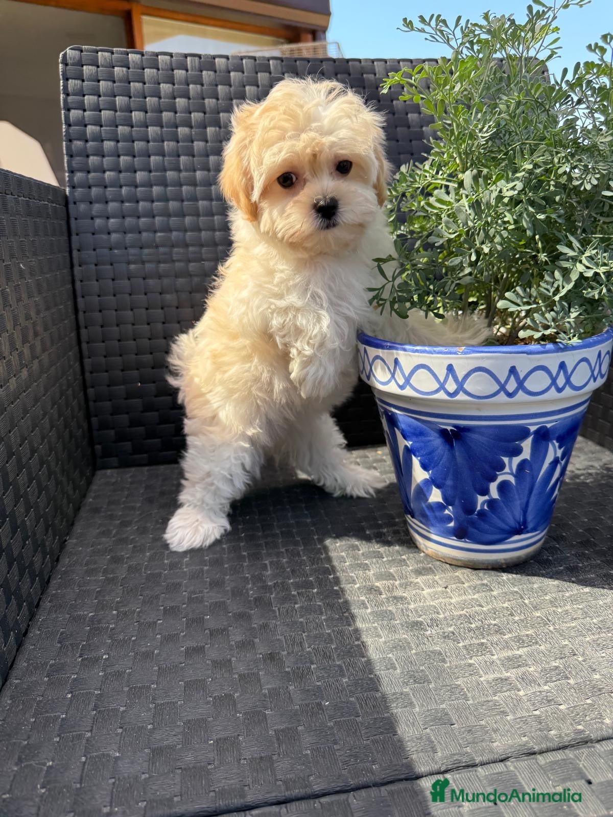 Maltipoo perros Maltipoo hembra disponible, para entregar. - Anuncio 5