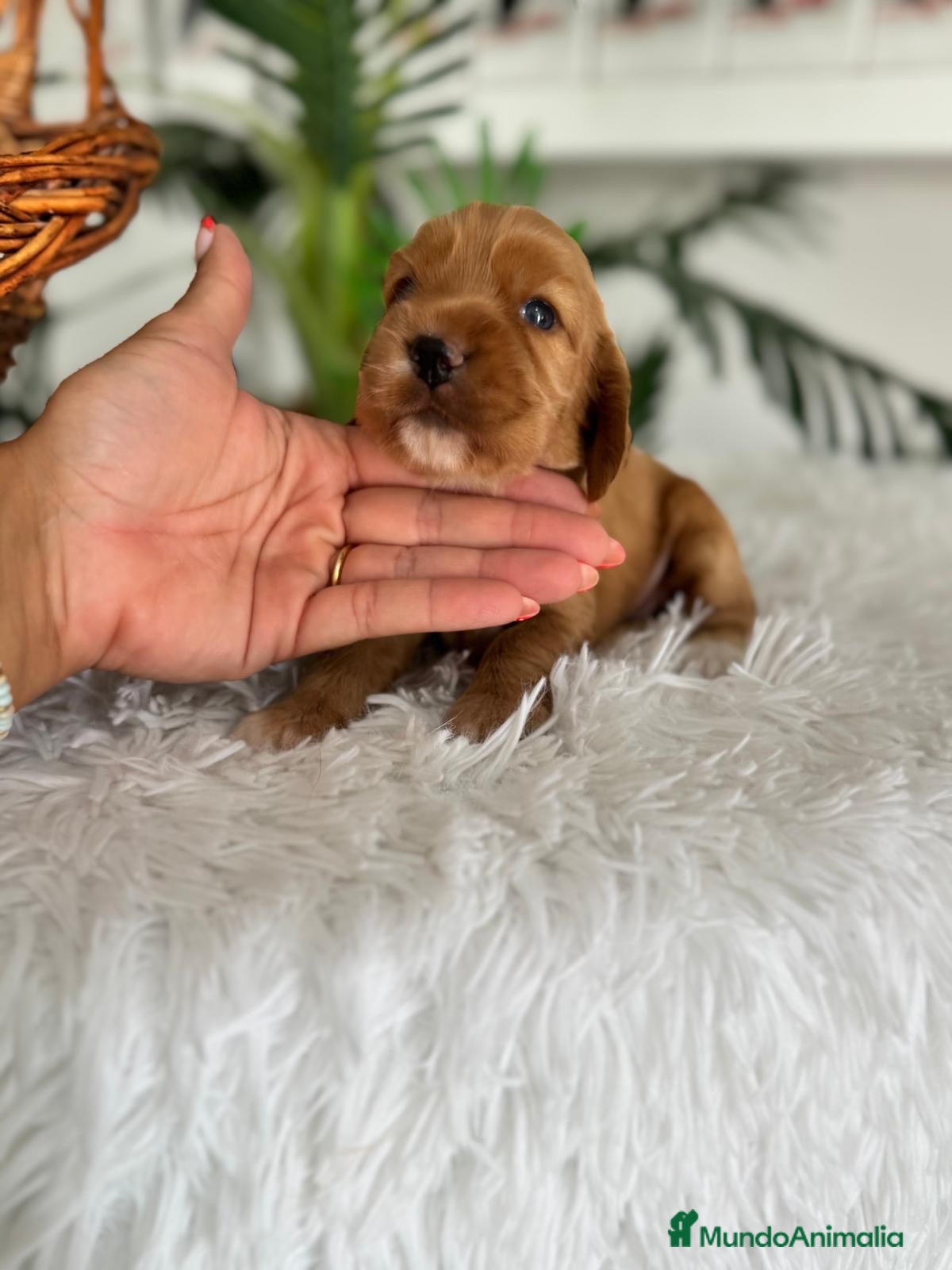 Cocker Spaniel Inglés perros COCKER SPANIEL INGLÉS  - Anuncio 1