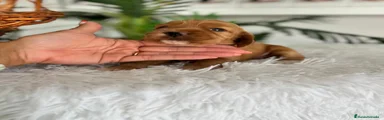 Cocker Spaniel Inglés 1